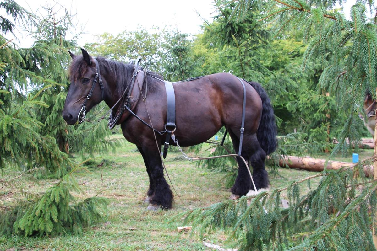 Forstwirtschaft - Einsatzbereiche - Horsepower - Arbeiten mit Zugpferd