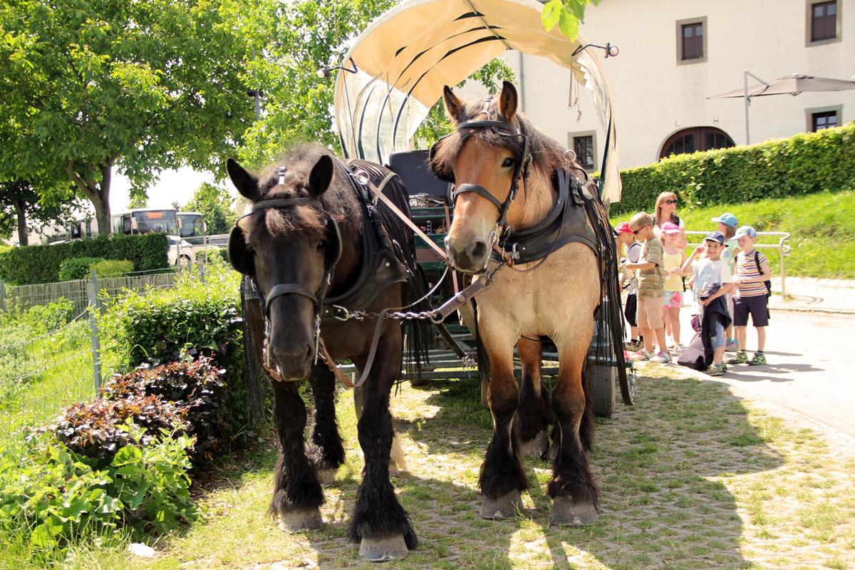 Tourismus - Einsatzbereiche - Horsepower - Arbeiten mit Zugpferd